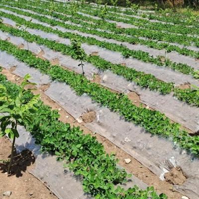 地膜农用白e膜种植玉米农莫孔用地膜花生带地覆盖的薄膜种菜家装