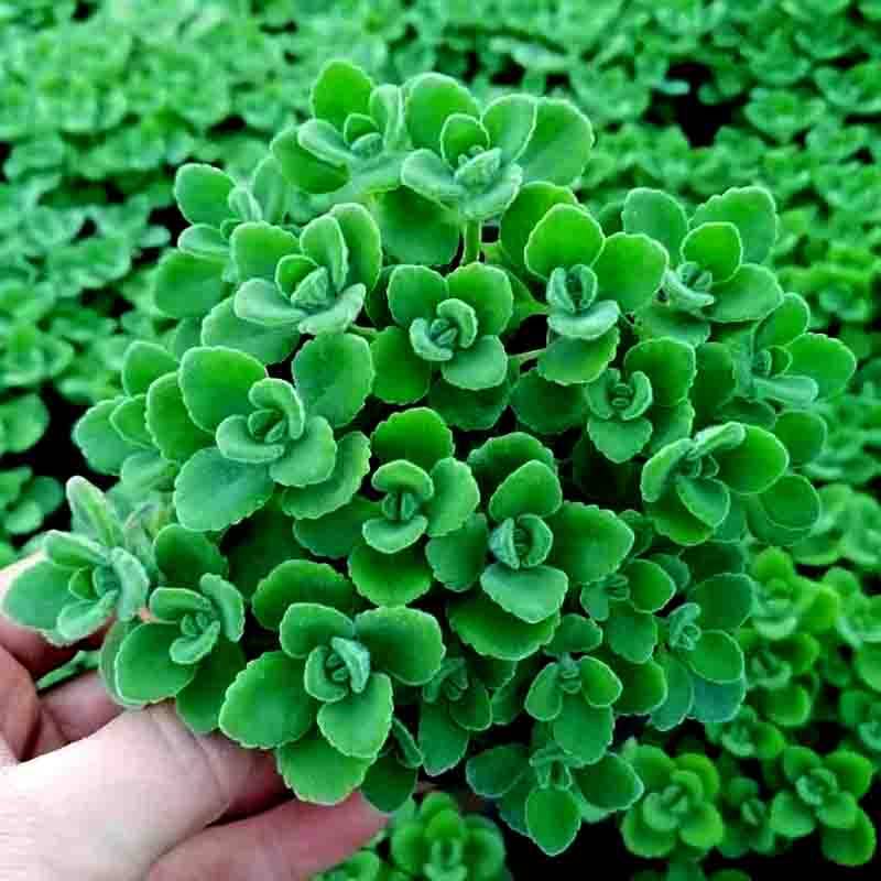 碰碰香一抹香驱蚊草薄荷盆栽夏季驱蚊植物办公室客厅吸甲醛好养