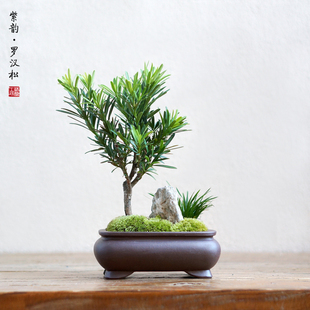 速发罗汉松金钱菖蒲苔藓盆景紫砂办公桌茶桌面室内常绿中式绿植花