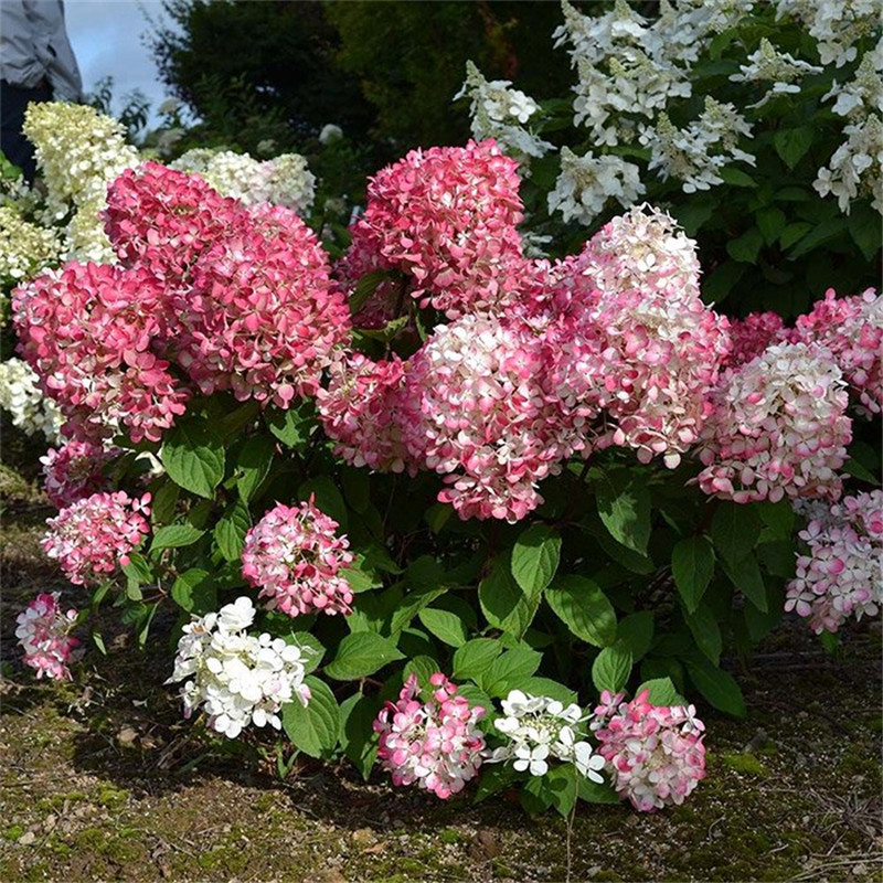 海蒂的花园圆锥绣球夏日美人石灰灯海妈家北方耐寒花卉【龙泉仓】