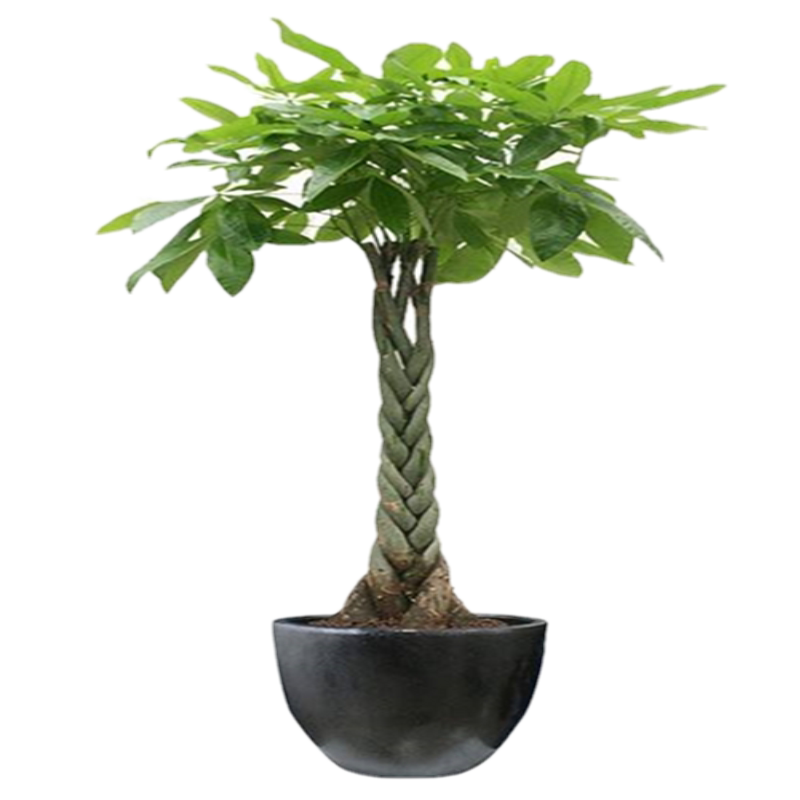 大型巴西木步步登高 室内盆栽绿植花卉植物 净化空气除甲醛除污染