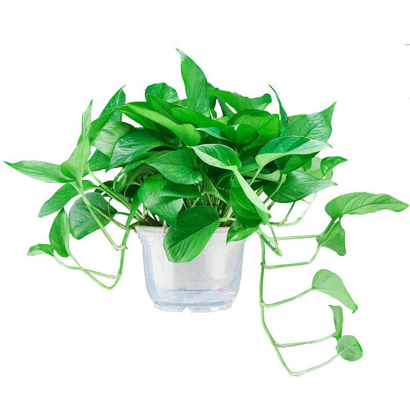 除甲醛大叶绿萝盆栽办公室内植物花卉绿植绿箩新房家用吸甲醛绿罗