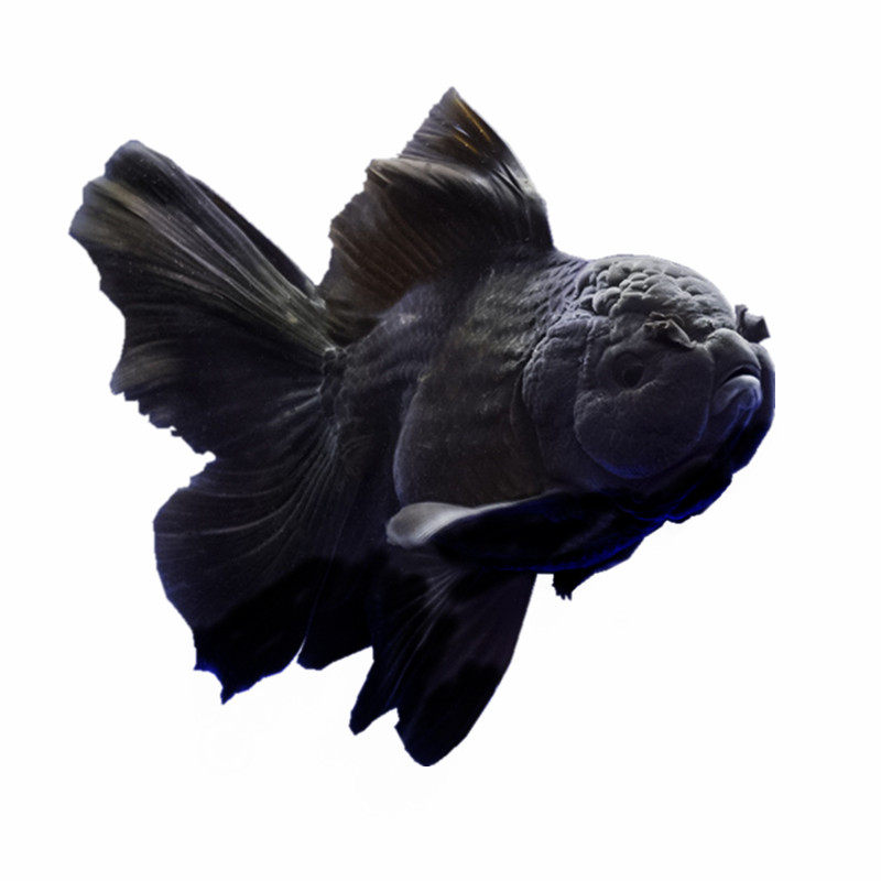 百褶黑泰狮精品金鱼活鱼苗f1将军体包金菠萝冷水进口精品包活好养