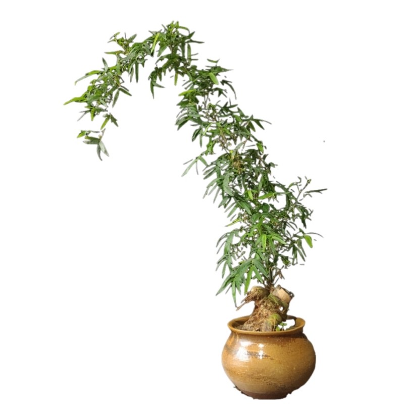 禅意观赏竹类盆景紫竹簕竹盆栽阳台茶室小罗汉竹绿植一物一拍包邮