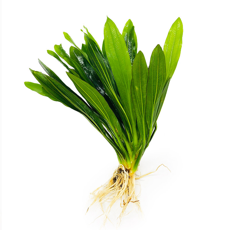 大叶绿九皇冠草真水草鱼缸装饰活体植物懒人水草淡水中后景阴性草
