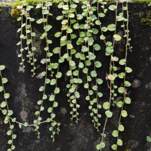 爬藤水陆缸雨林缸假山吸水石造景绿植盆栽喜湿铜锤玉带草带果结果