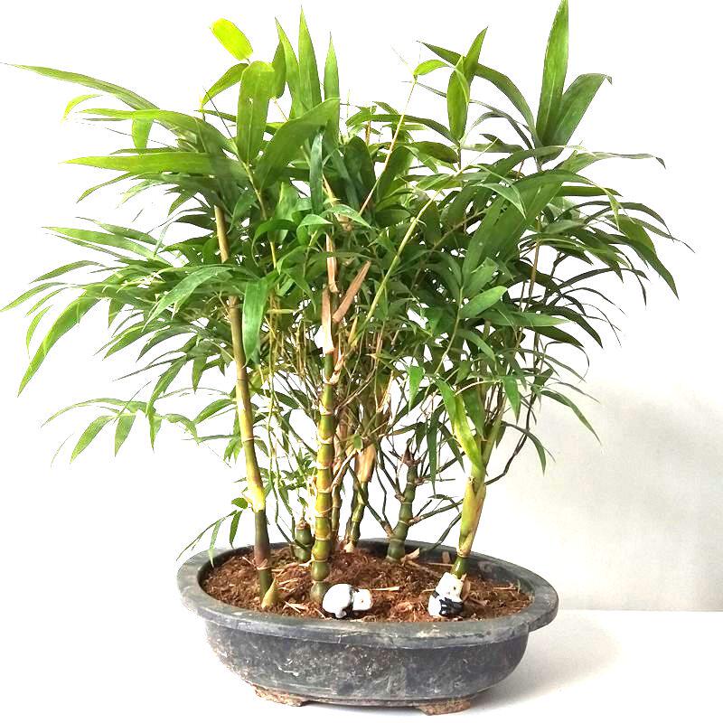 佛肚竹盆栽观叶植物花卉盆景室内办公桌摆设 佛竹罗汉竹盆栽竹子