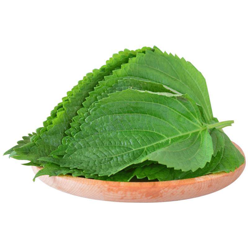 苏子叶新鲜食用包饭鲜包邮韩国烤肉紫苏叶500g青菜紫苏新鲜蔬菜
