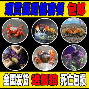 小螃蟹鲜活宠物 水族淡水观赏蟹深水大型宠物蟹淡水蟹爬行鱼缸缸
