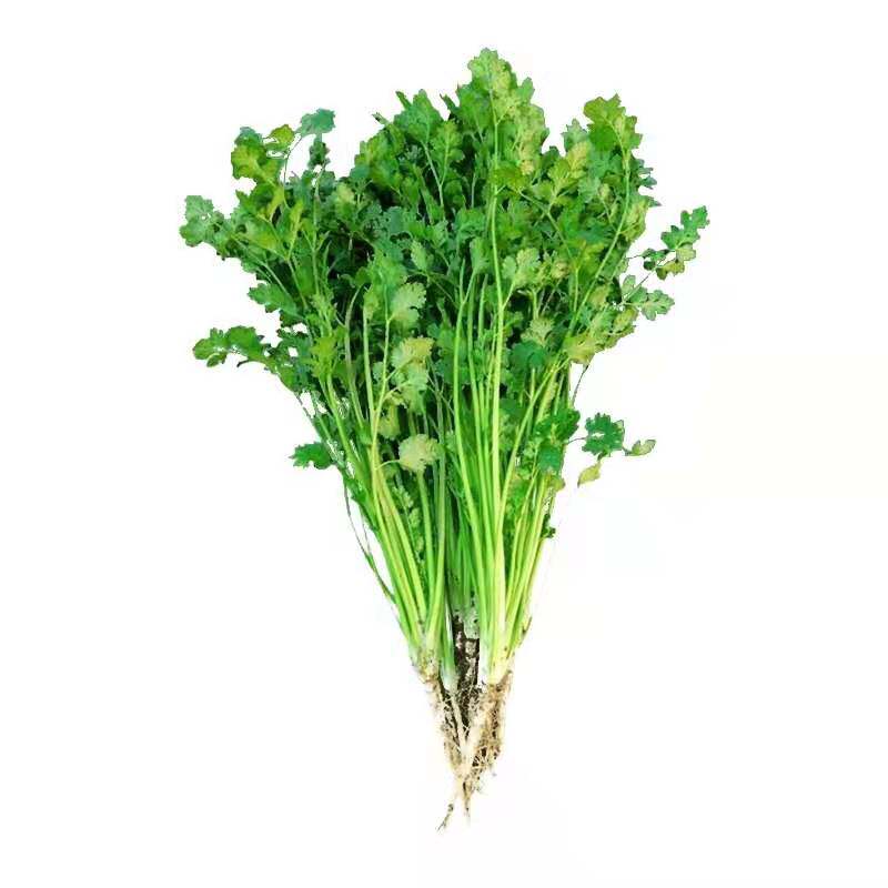 香菜湖北特产新鲜嫩香菜小芫荽菜农家自种露天蔬菜时令青菜现发