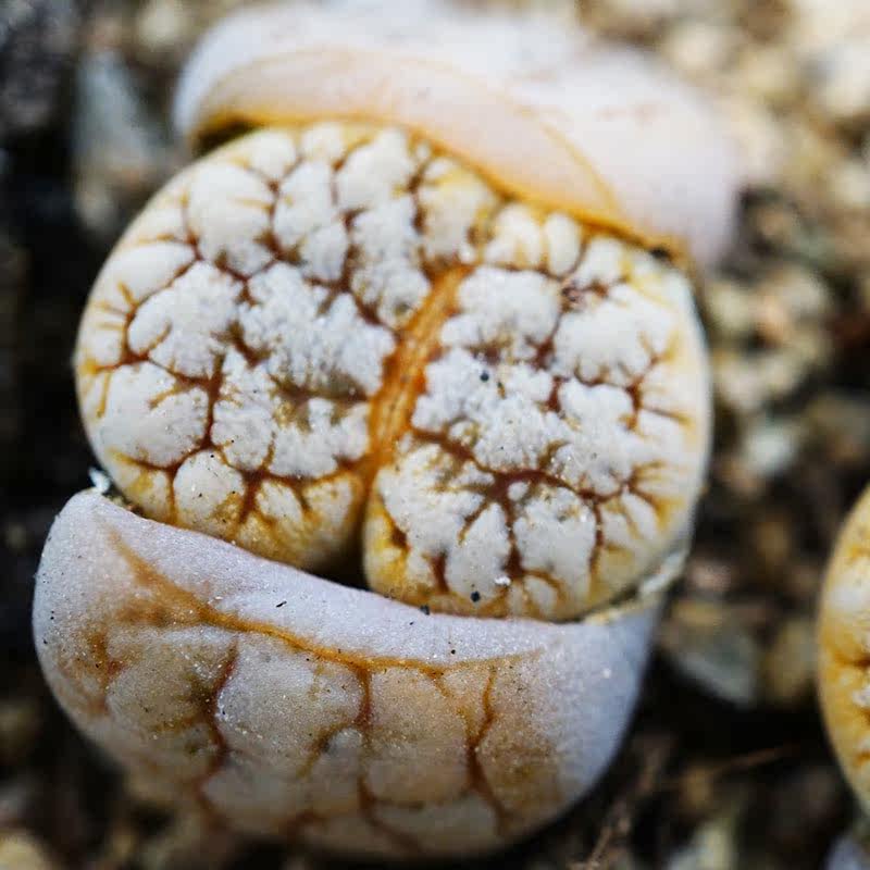 *雪岚玉c373变异三年母本一物一拍生石花多肉植物番杏科拿铁化