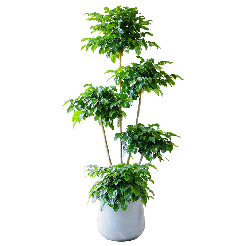 幸福树造型高杆大型盆栽室内客厅办公室绿宝植物吸甲醛净化空气