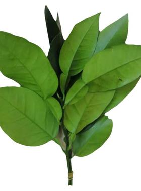 8限时月销 52淘宝店广东 梅州去看看客家妹沙田柚柚叶祈福开运去晦气