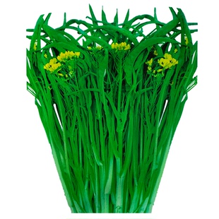 广西柳叶菜心种子四季播包邮桂林菜花十月广东种孑增城迟菜心种籽