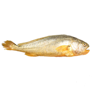 冰鲜大黄鱼黄花鱼大新鲜小黄鱼新鲜冷冻整箱鲜活生鲜深海水产海鱼