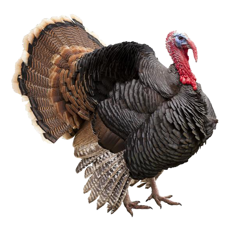 散养活杀火鸡肉10-11斤新鲜整只火鸡感恩火鸡圣诞火鸡烤火鸡特惠