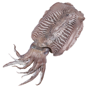 乌贼售价0678已售1新西兰长寿鱼2 6-3 2斤 条新鲜富贵鱼南极长寿鱼