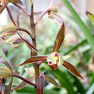 长崎大勋金边墨兰兰花苗报岁兰阳台庭院观花植物美观环境盆栽花卉