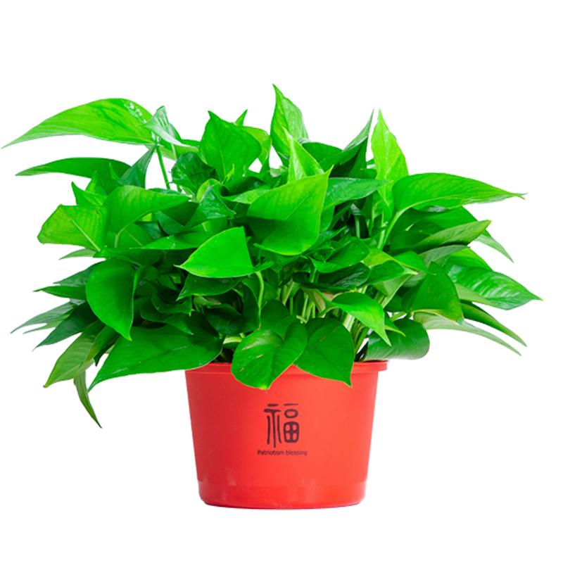 绿萝盆栽室内吸除甲醛净化空气长藤垂吊大叶绿箩新房水培花卉绿植