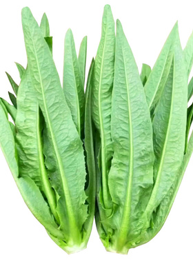 油麦菜种子大棵无斑米香油麦菜籽春夏秋冬季四季阳台盆栽青菜种孑