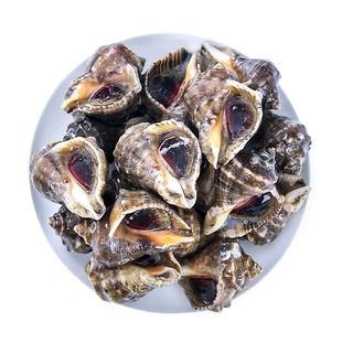 东港海鲜特产海螺 鲜活水产鲜活大海螺 鲜活油螺 野生香螺包邮