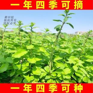 南方食用大叶枸杞盆栽植物室内树苗新鲜枸杞菜苗煲汤四季蔬菜种植