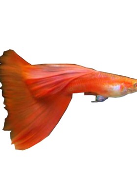 纯种血红孕母临产胎生繁殖孔雀鱼