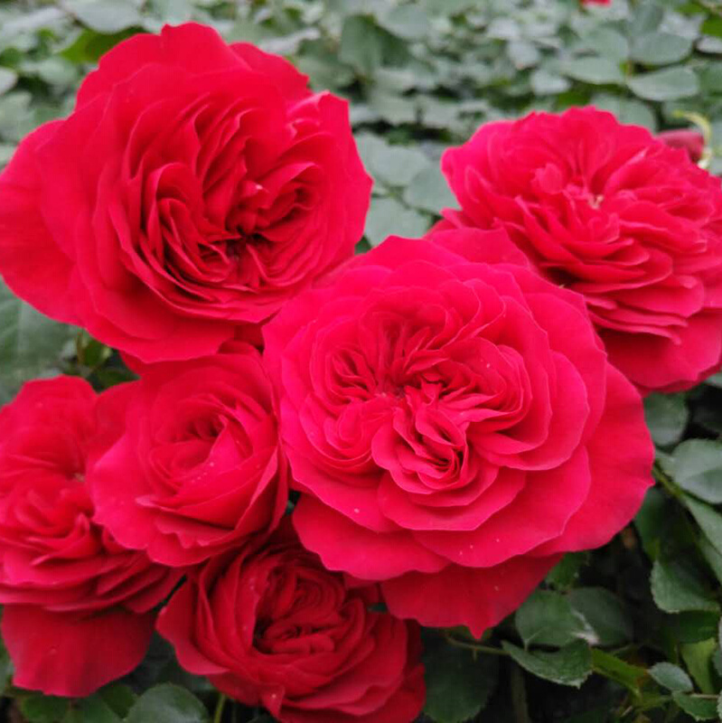 爬藤攀岩 红色达芬奇月季玫瑰花卉盆栽花苗阳台庭院地栽四季花