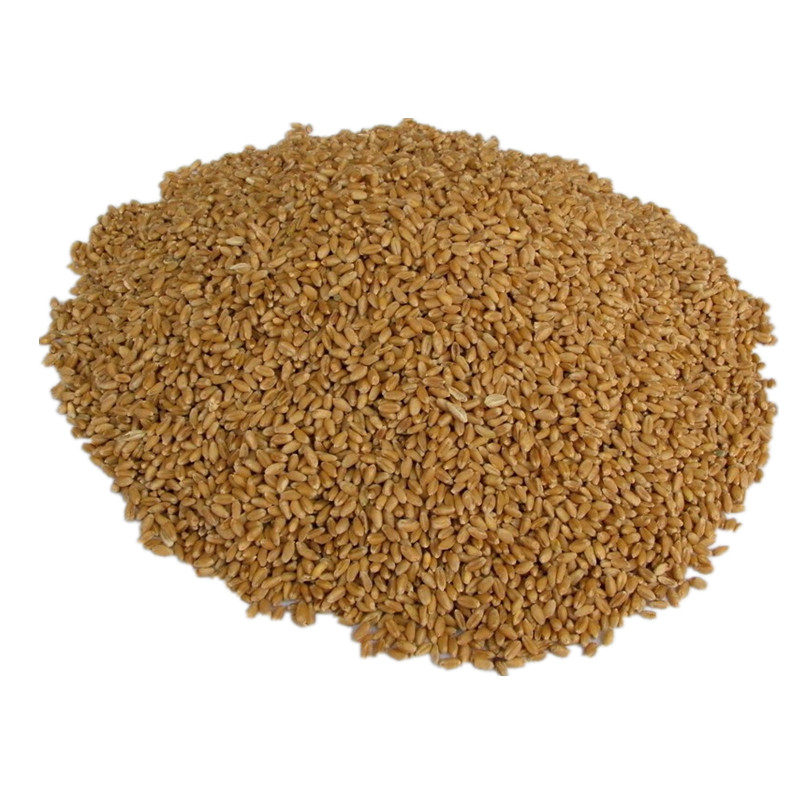 小麦颗粒10斤磨面发芽小麦草种子带皮麦子鸽粮打窝麦芽糖