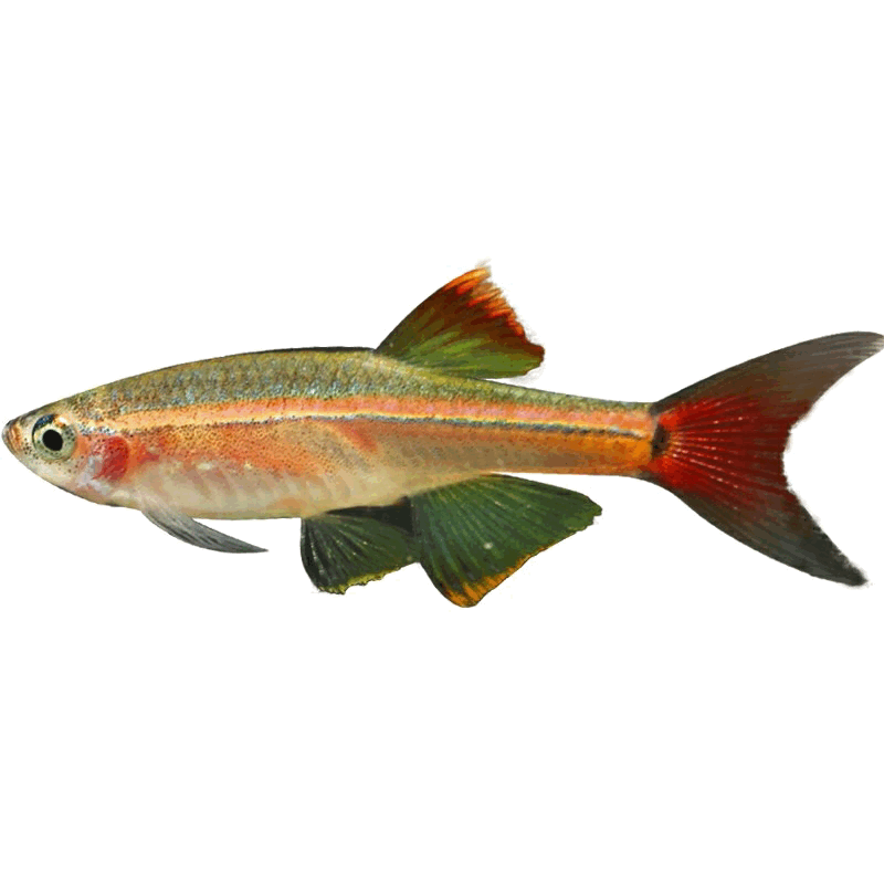 稀有鱼苗活小鱼小型观赏鱼养殖场生态装饰彩色冷水鱼灯科鱼宠物鱼