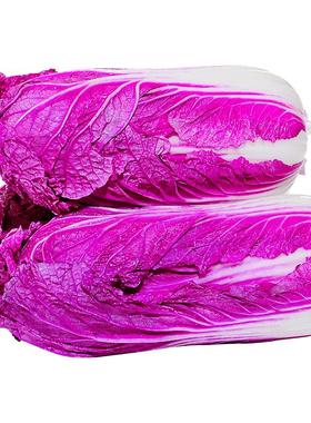 新鲜紫罗兰山东大白菜5斤 农家自种紫色包心娃娃菜蔬菜特产包邮