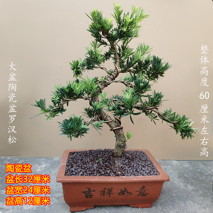 大型罗汉松园艺盆景树桩盆栽植物四季常青绿植庭院台湾金钻迎客松