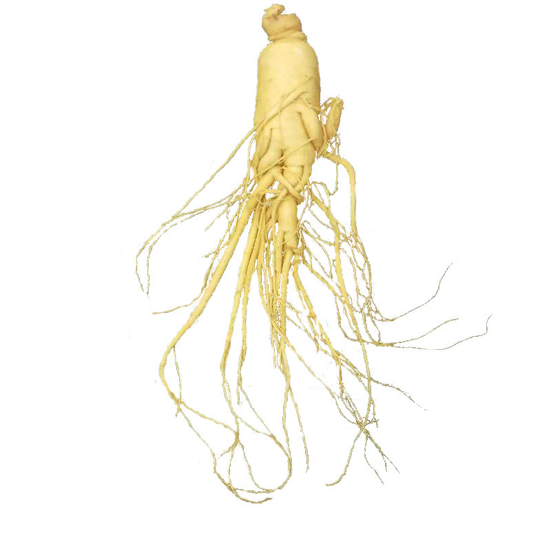 东北特产长白山新鲜人参毛重260g特大参保鲜参滋补养身煲汤泡酒参