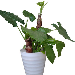 大叶滴水观音盆栽 霸王芋老桩客厅盆景室内绿植花卉水土培 吸甲醛