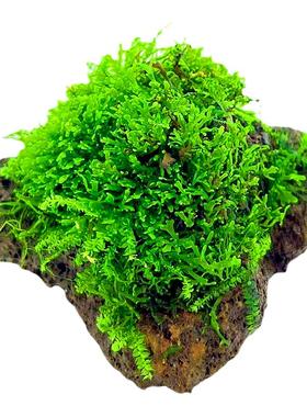 珊瑚莫斯水草下缸造景铺地网片定植莫丝苔藓moss鹿角苔真水草活体