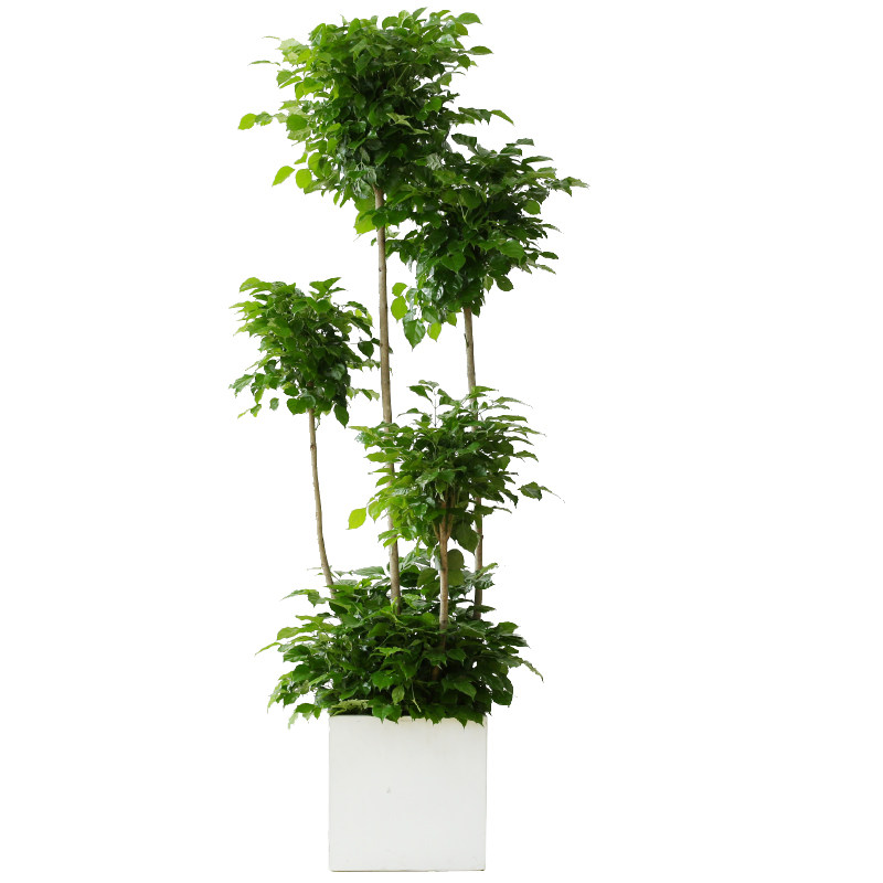 似玉绿宝幸福树客厅大盆栽植物室内吸甲醛净化空气高杆大型绿植
