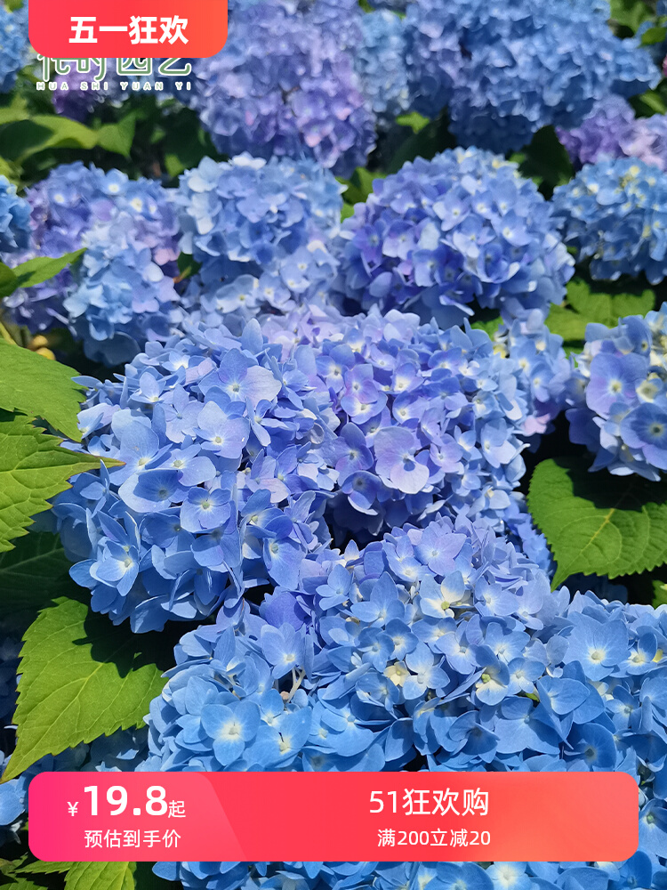 花莳园艺 1加绣球无尽夏盆栽花苗八仙花阳台花卉美观地栽庭院花园