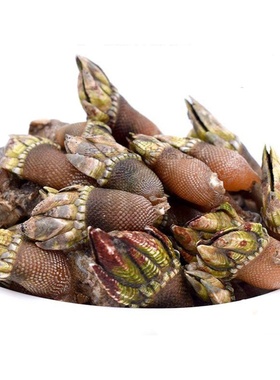 大号佛手螺鲜活鹅颈藤壶新鲜鸡爪螺狗爪螺顺丰包邮海鲜水产500g