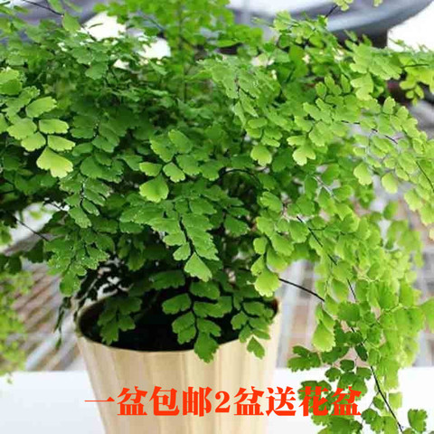 铁线蕨 中型植物 耐阴喜水适合放浴室 盆栽绿植 吸甲醛净化空气！