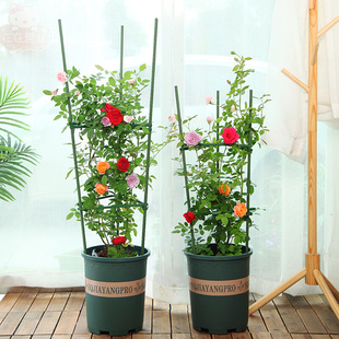 番茄架子西红柿种植架种菜黄瓜搭架植物花架子室外爬藤支架支撑杆