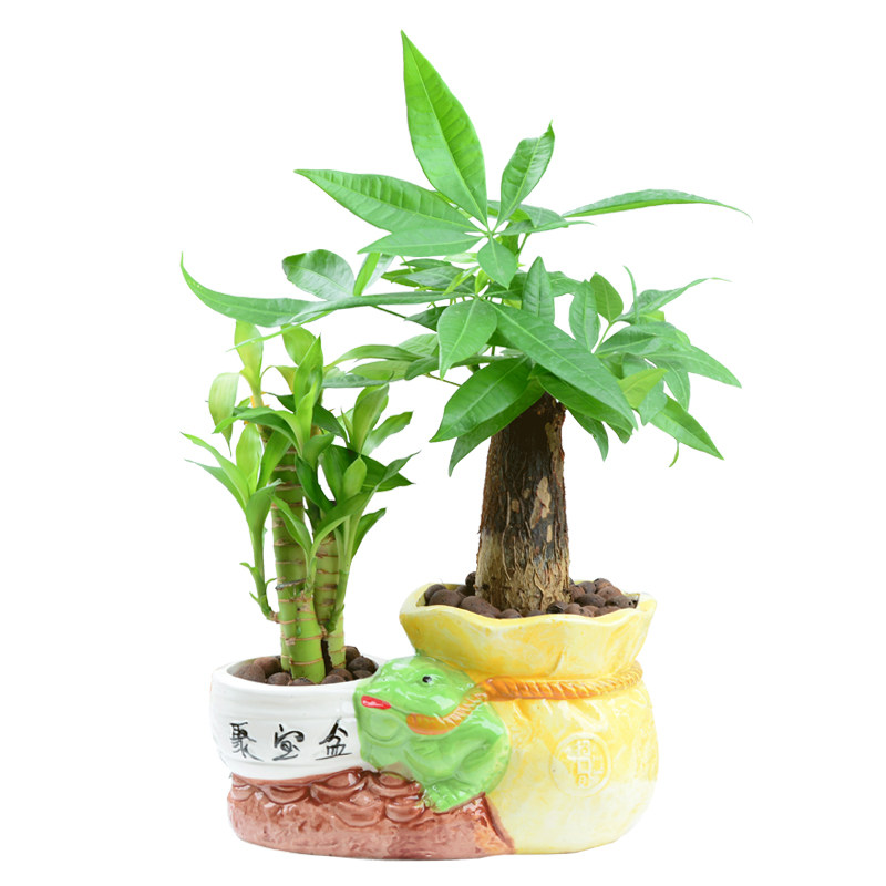 发财树富贵竹节节高绿植盆栽室内办公室客厅防辐射植物花卉盆景