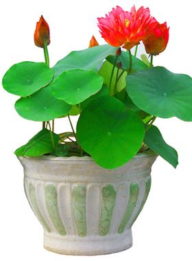 莲花盆栽荷花水养