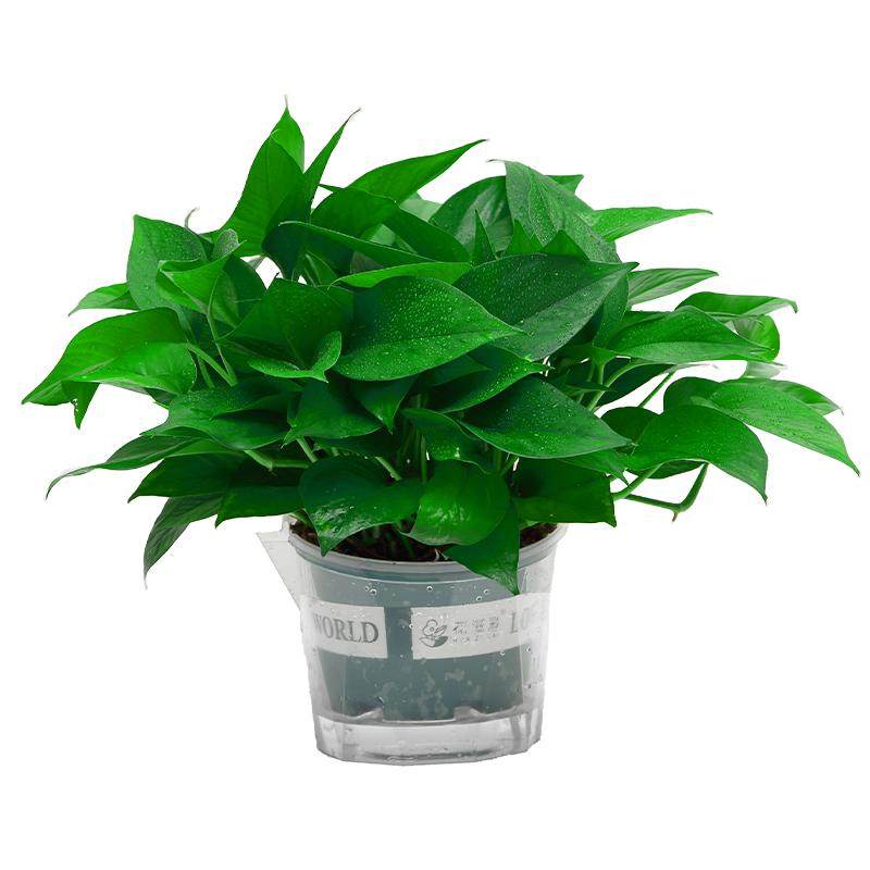 杞穗吸除甲醛绿萝批发180大盆栽室内植物净化空气绿植绿箩好养