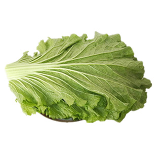 东北白菜叶新鲜蔬菜大白菜叶菜包饭包绿白菜叶20片 带箱550g