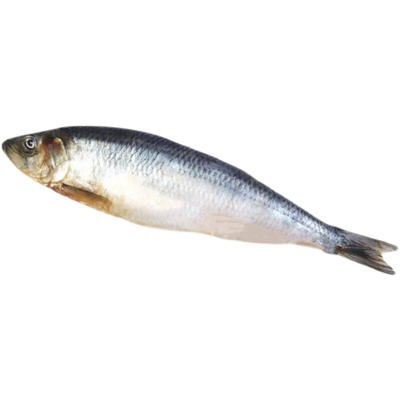 野生海青鱼新鲜整条鱼10斤海鲜水产品深海青鱼淡水鱼野生沙丁鱼