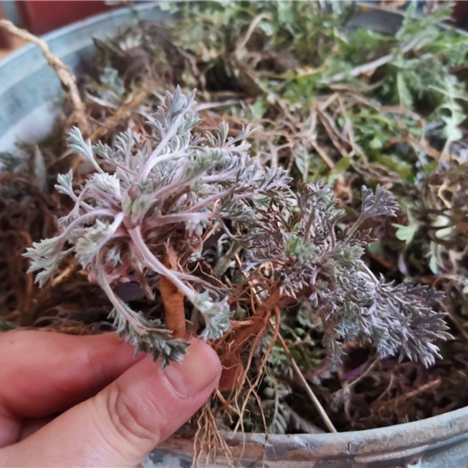 下单现挖新鲜野生白蒿茵陈蒿 播播蒿整棵带根蒿子三月蒿草药包邮