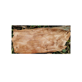 广西南方正品红豆杉中草药根正品药用紫杉醇赤柏松干树皮500g包邮 券