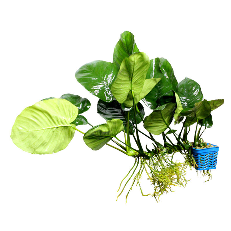 大水榕大叶水草鱼缸装饰真水草水族箱造景植物活体大颗背景草易活