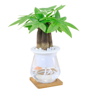 发财树水培植物办公室内花卉桌面盆栽摇钱树盆景金钱树水养小绿植