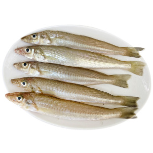 笋壳潮汕狗母鲜活冷冻海鱼海鲜水产虎头煲汤500g 淡水鱼类